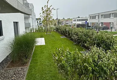 Lulzim Gartenbau Beispielgarten von einem Kunden - Hecke geschnitten und wiese gelegt