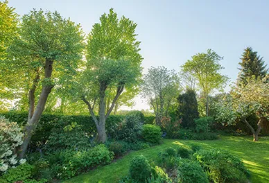 Lulzim Gartenbau Beispielgarten von einem Kunden - Baumpflege